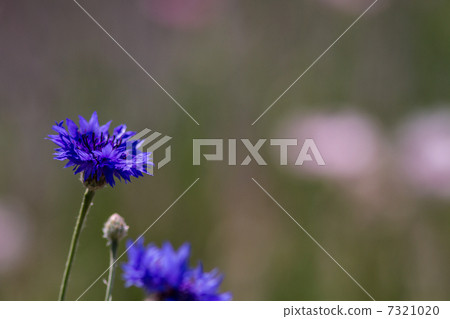 Aragakusa blue flower picture material Aragakusa blue flower picture material 7321020