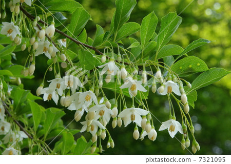 图库照片 厚壳树 日本大叶野茉莉 花朵