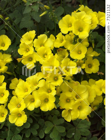 Spring flower  7321132
