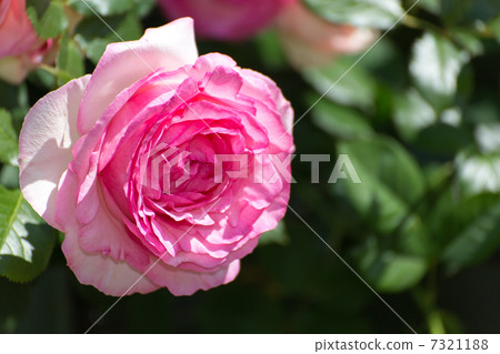 Rose varieties (Pierre de Ronzaru) Rose varieties (Pierre de Ronzaru) 7321188