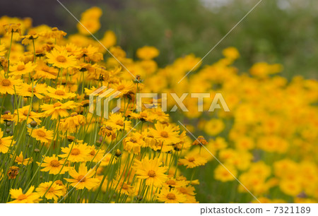 瑪格麗特 7321189