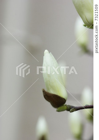 Spicy white flowers that began to bloom 7321509
