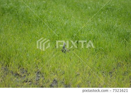 Keli playing in the early summer grassland (sideways position) 7321621