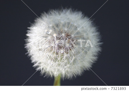 Cosmos Cosmos 7321893