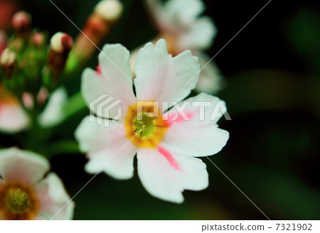 臨床診所花語：少年時代日本報春花的希望 7321902