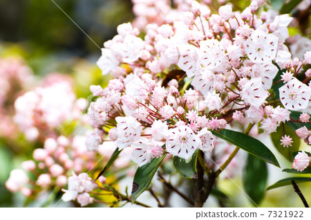 Karmia Latifolia 7321922