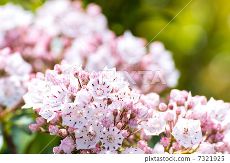 Karmia Latifolia Karmia Latifolia 7321925