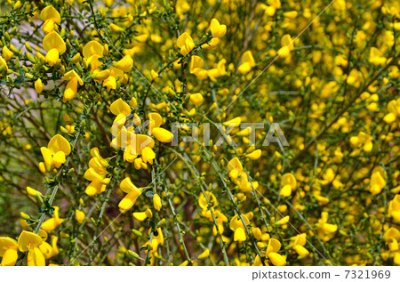 樹·Elephantae豆類 7321969