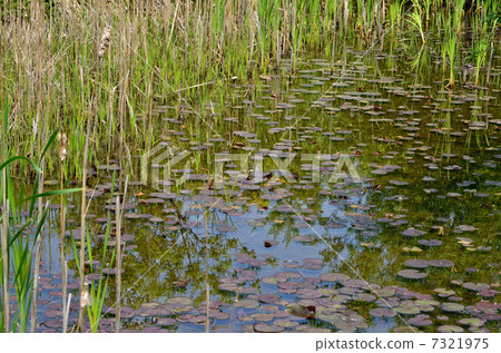 在Tatebayashi / Ikegana散步 7321975