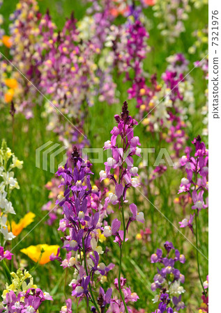 Plant · Linalia psyllidae 7321976