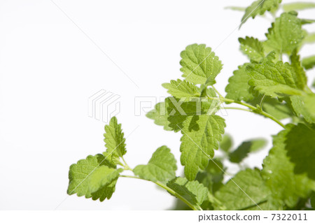 Lemon balm 7322011