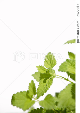 Lemon balm 7322014