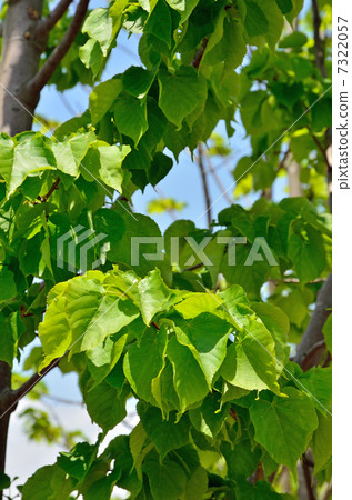 Tree · Fuyu Bodyidae 7322057