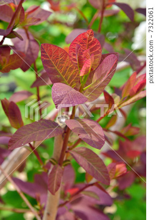 樹·煙樹Vulciaceae 7322061