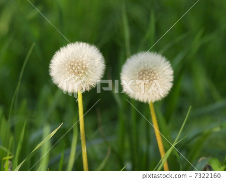 蒲公英的光芒如火如荼 7322160