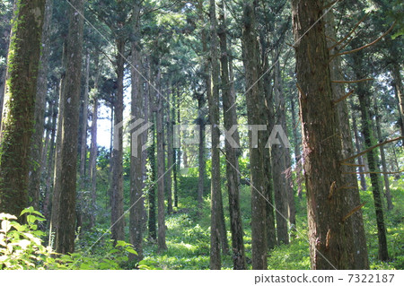 Cedar forest 7322187