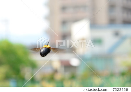 Flight of bear Flight of bear 7322236