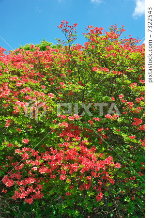 Blue sky and mountain azalea 7322543