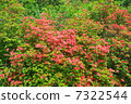 Mountain Azalea 7322544