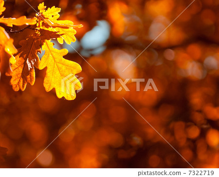 autumn leaves, very shallow focus 7322719