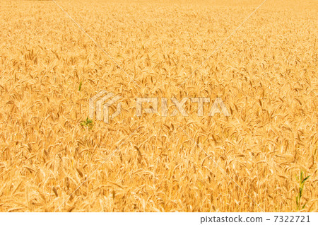 wheat field 7322721