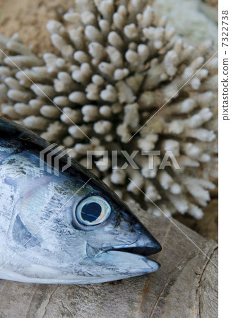 head of tuna fish head of tuna fish 7322738