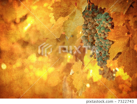 vintage image of grape 7322743