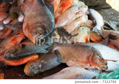 fresh piranha at a fish market fresh piranha at a fish market 7322788