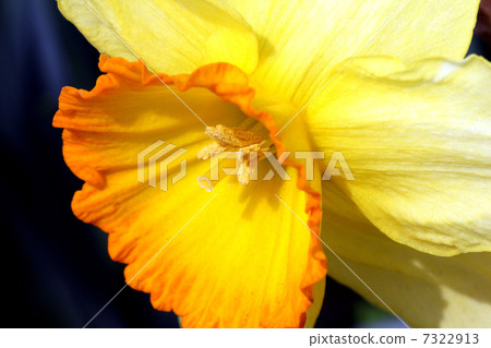 Narcissus flower Narcissus flower 7322913