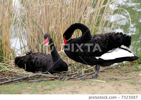 A black bird 7323087