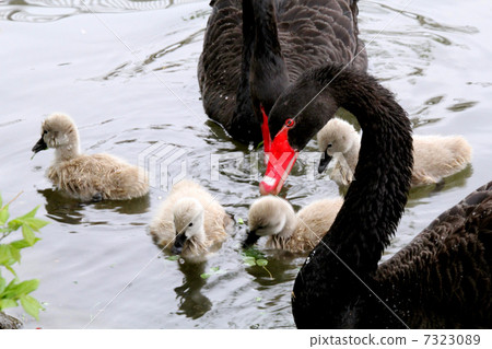 A black bird A black bird 7323089