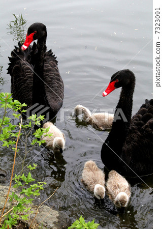 A black bird A black bird 7323091