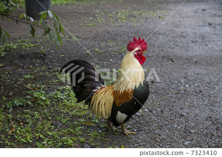 Chabo (chicken) 7323410