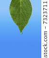葉子和滴 7323711