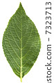 綠葉 7323713