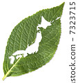 日本的葉子 7323715