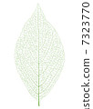 葉脈 7323770