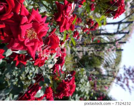 A rose garden A rose garden 7324232