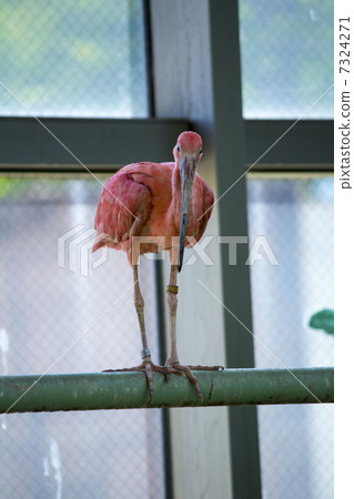 Scarlet ibis 7324271