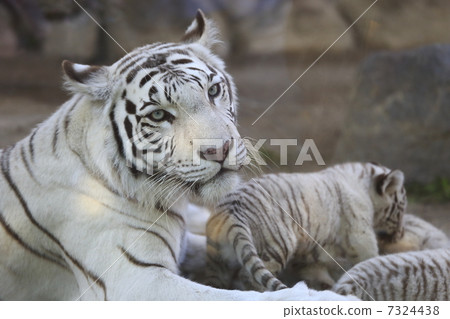 White Tiger Baby White Tiger Baby 7324438