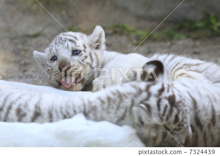 White Tiger Baby 7324439
