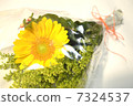 sunflower sunflower 7324537