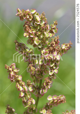 Raspberry (Yute) 7324576