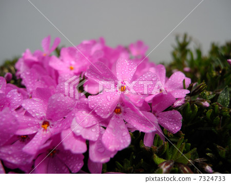 地面粉紅色 7324733