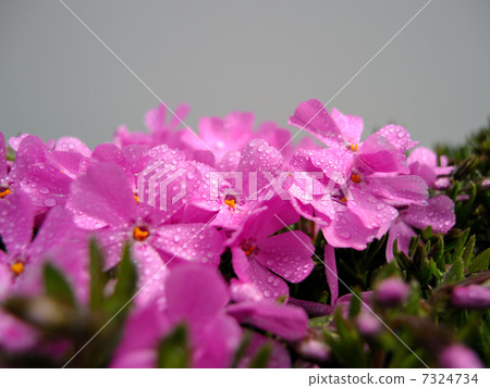 地面粉紅色 地面粉紅色 7324734