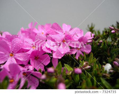 地面粉紅色 7324735