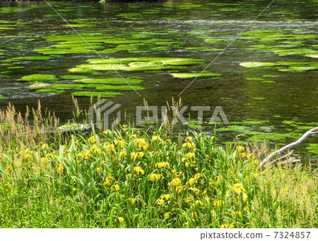 Kakita River spring spring group 7324857