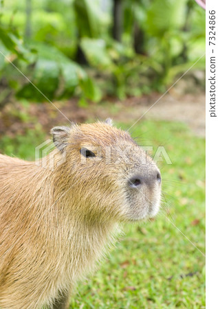 Capybara 7324866