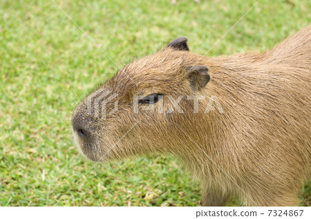 Capybara 7324867