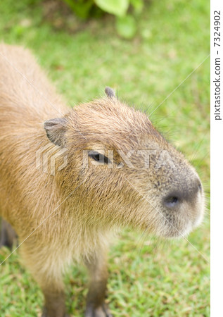 Capybara Capybara 7324902